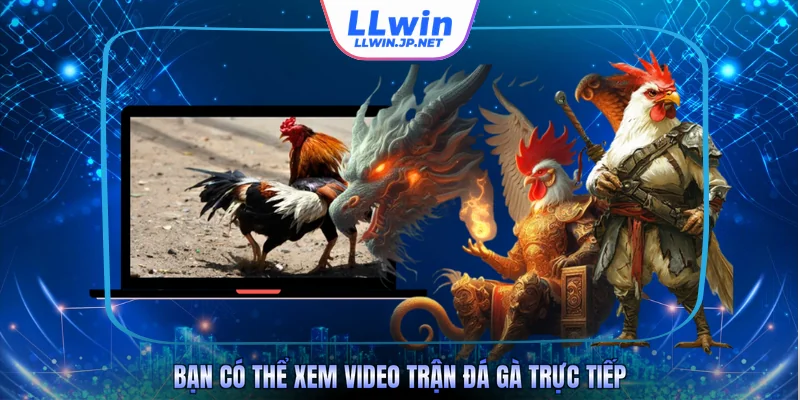 Bạn có thể xem video trận đá gà trực tiếp