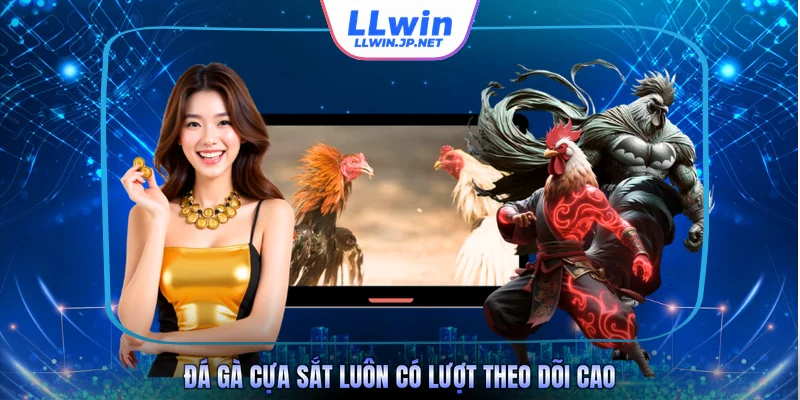 Đá gà cựa sắt luôn có lượt theo dõi cao